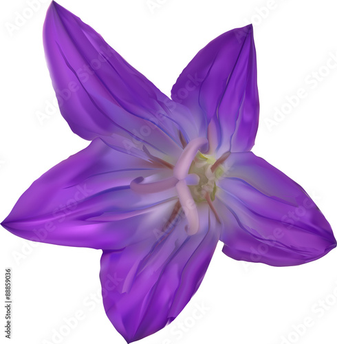 Spreading bellflower bloom on white