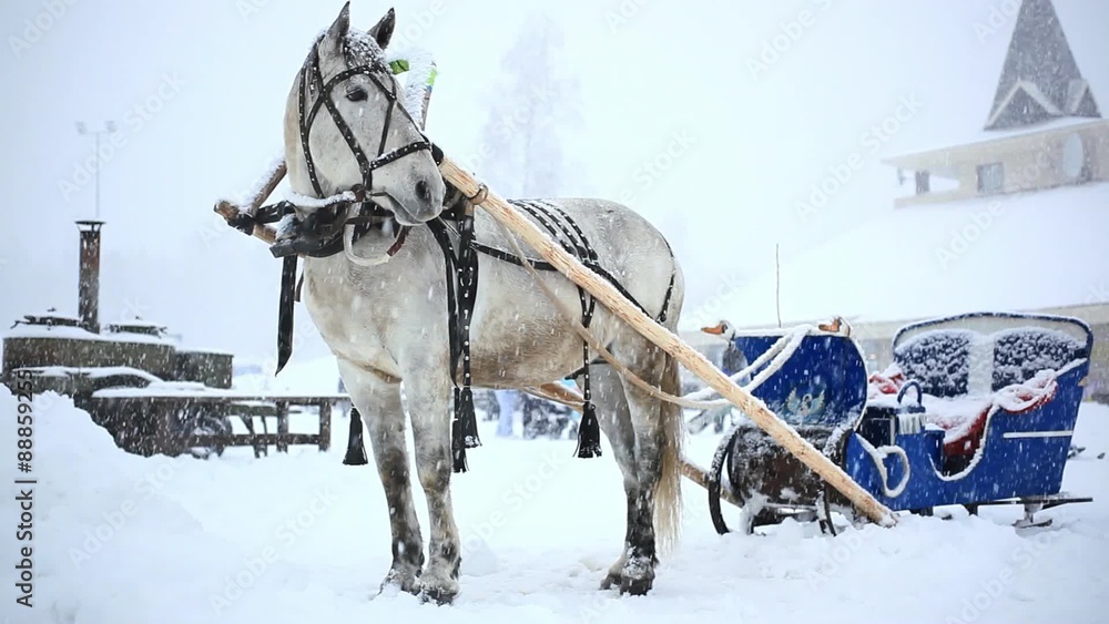 harnessed horse in winter warm Christmas day during heavy harnessed horse in winter warm Christmas day during heavy