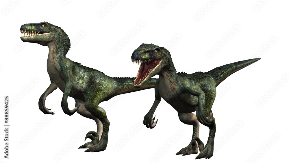 two velociraptors dinosaurs - isolated on white background
