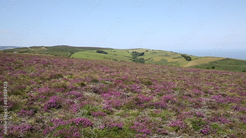 Somerset countryside west of England with pink flowers at North Hill near Minehead PAN Somerset countryside west of England with pink flowers at North Hill near Minehead PAN
