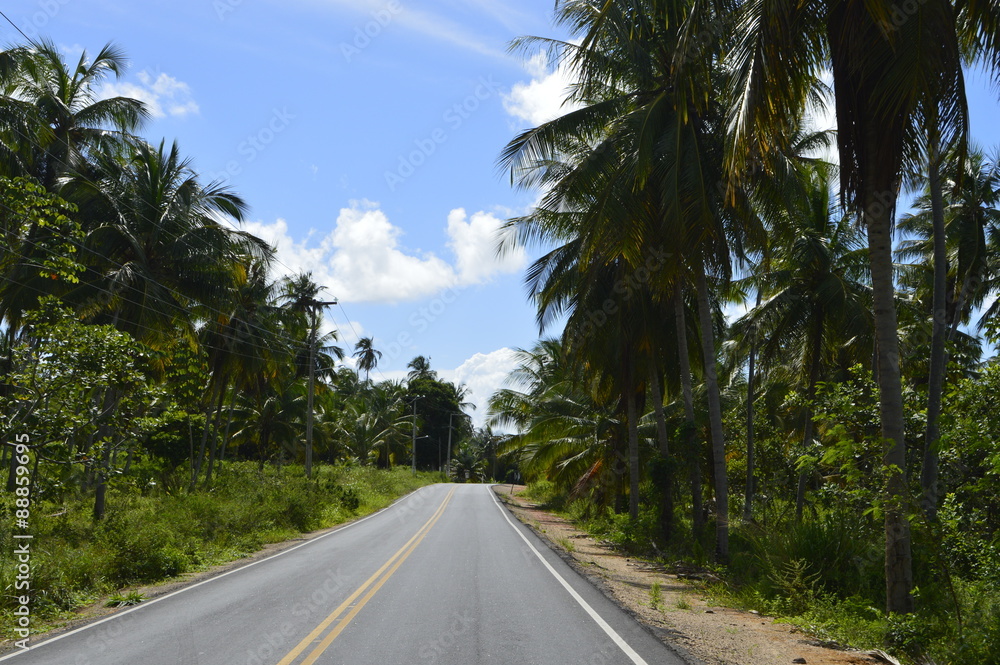 Estrada no meio das plantações de coco