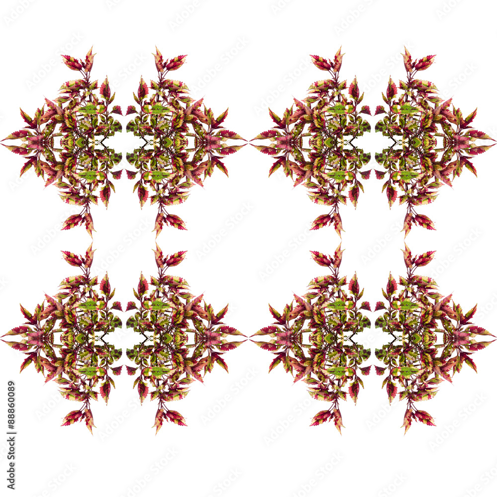 Coleus leaves seamless isolated on white background Coleus leaves seamless isolated on white background