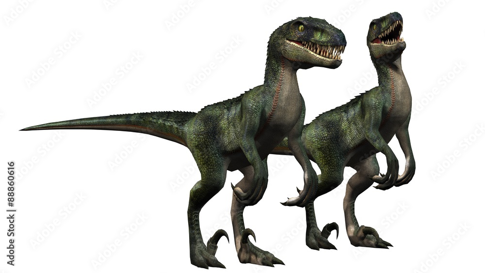 Fototapeta premium two velociraptors dinosaurs - isolated on white background