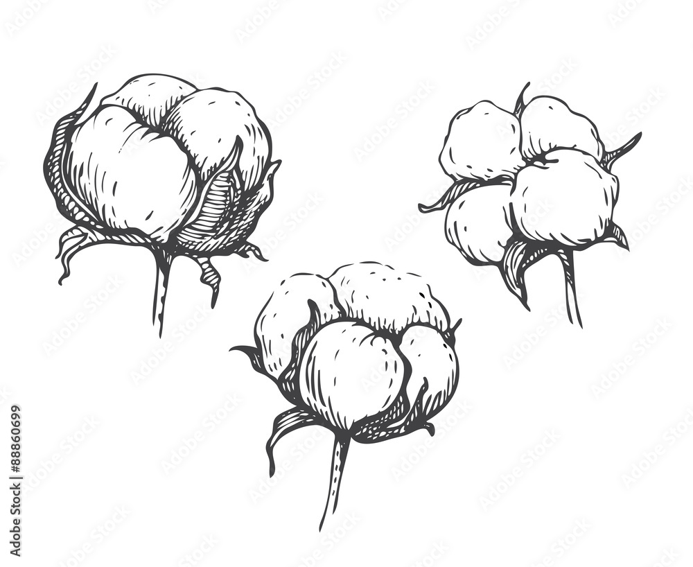 Vector Set Of Cotton Plant Branch With Flowers Stock Illustration -  Download Image Now - Cotton Plant, Cotton, Drawing - Art Product - iStock