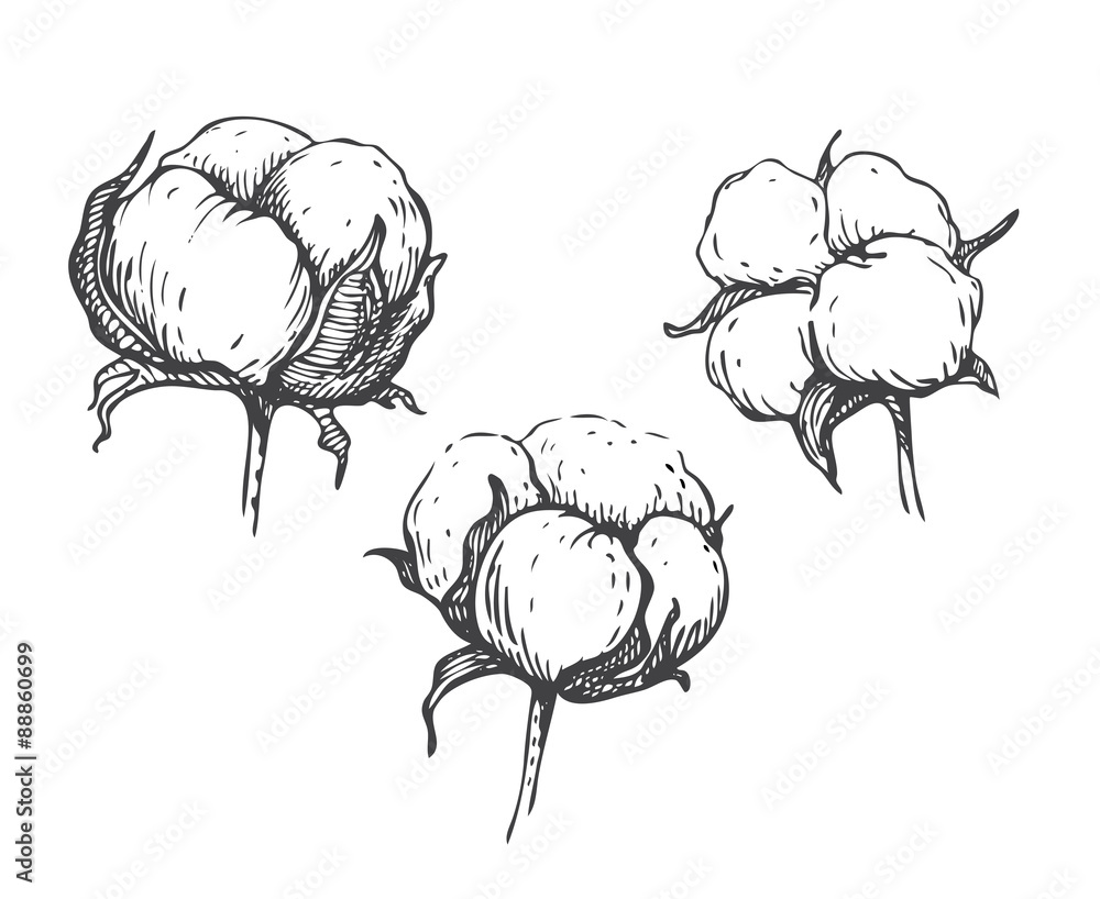 Vector set of hand draw ink cotton plant. vector de Stock Adobe Stock