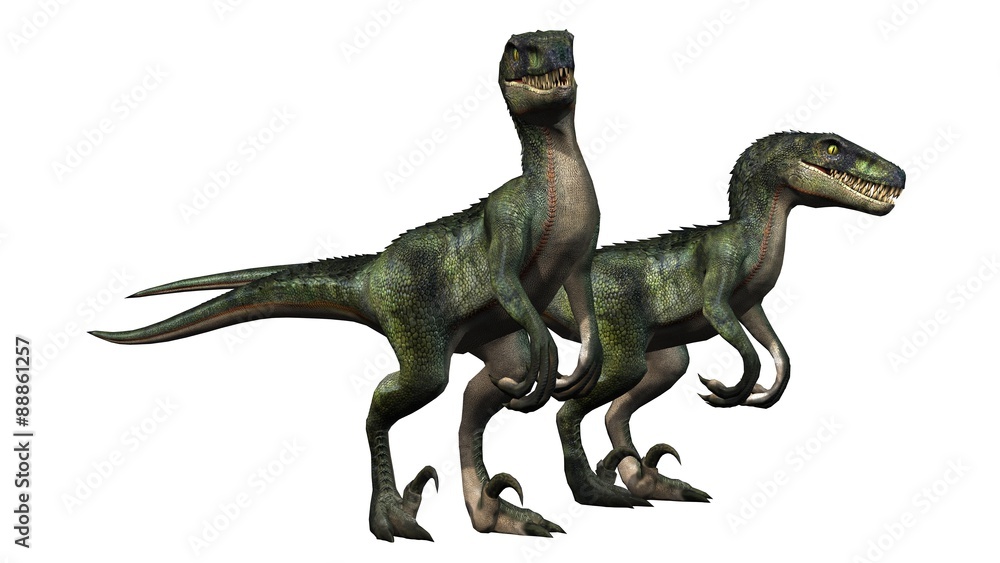 Fototapeta premium two velociraptors dinosaurs - isolated on white background