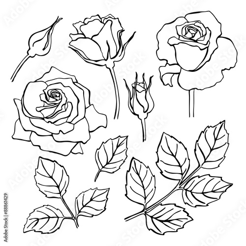 Vector set of hand-draw line rose collection.