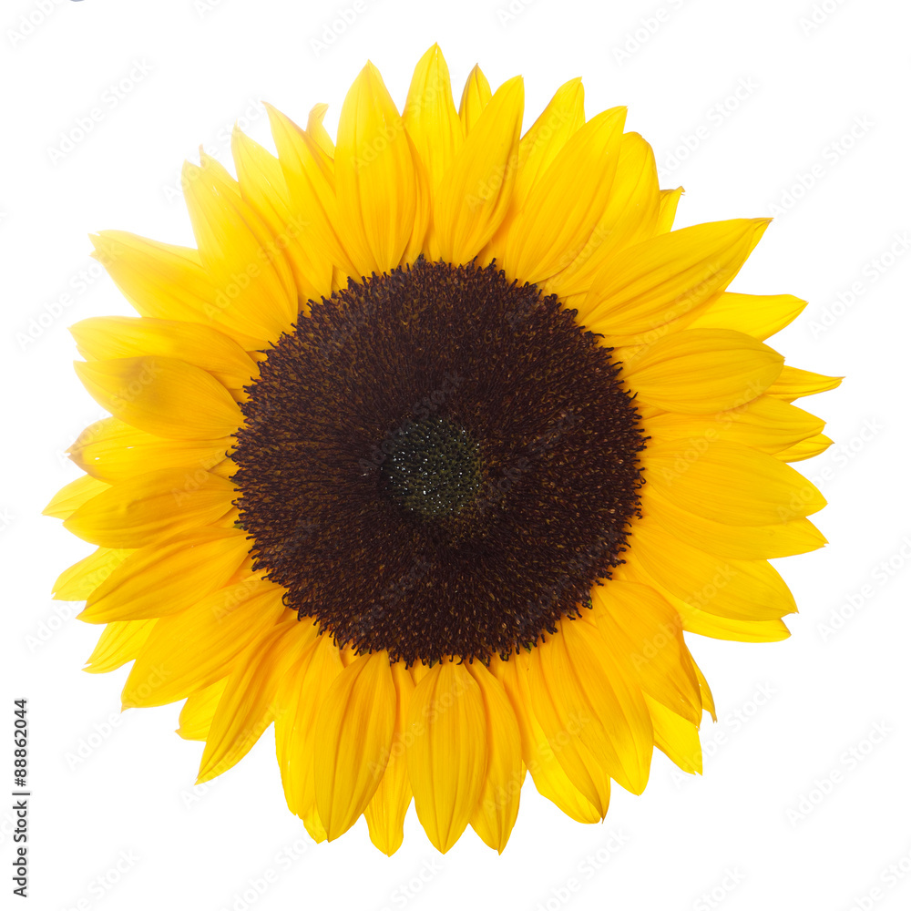 Fototapeta premium sunflower isolated