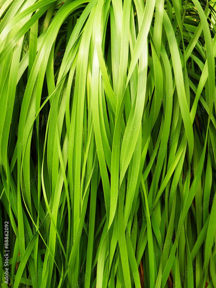 Fototapeta premium decorative green grass detail