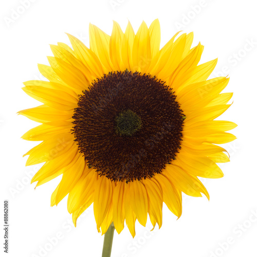 sunflower isolated 