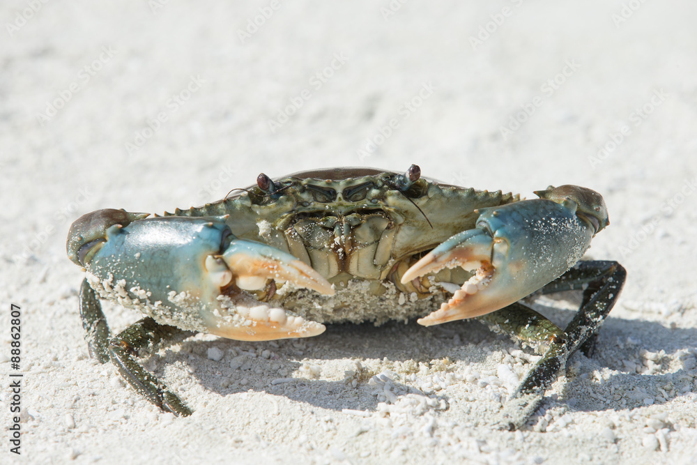 crab on beach