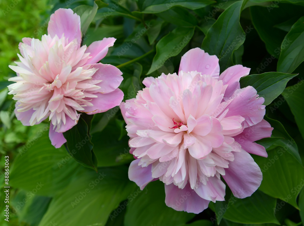 Fototapeta premium Two flowers of a peony (Paeonia L.), close up