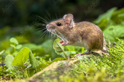Wood mouse on root of tree
