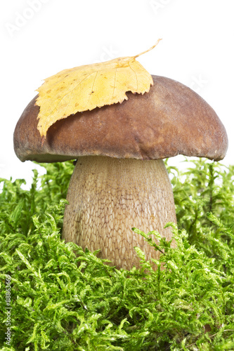 Beautiful cep on moss on white background