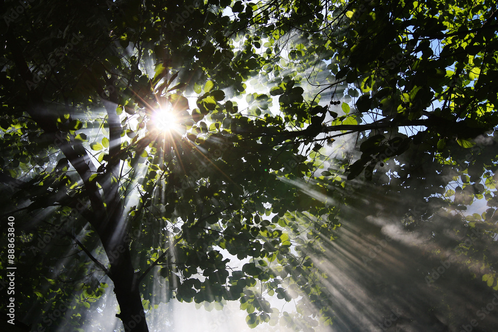 Obraz premium Sunlight shines through trees
