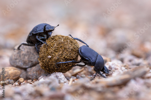 Obraz na plátně Two hard working dung beetles