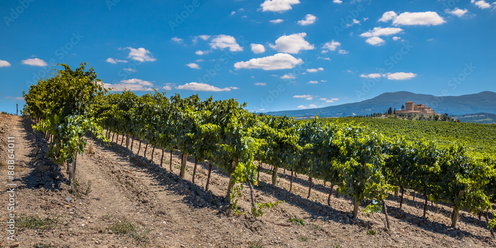 Panorama of a Vineyard in Rows at a Tuscany Winery Estate, Italy