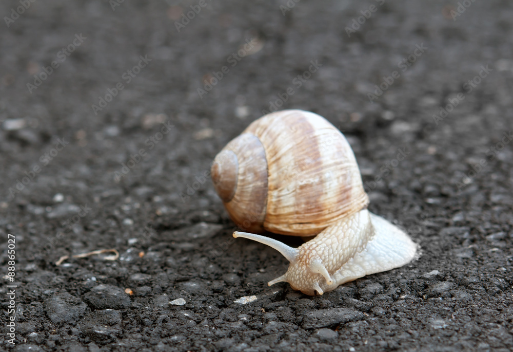 snail crawling snail crawling