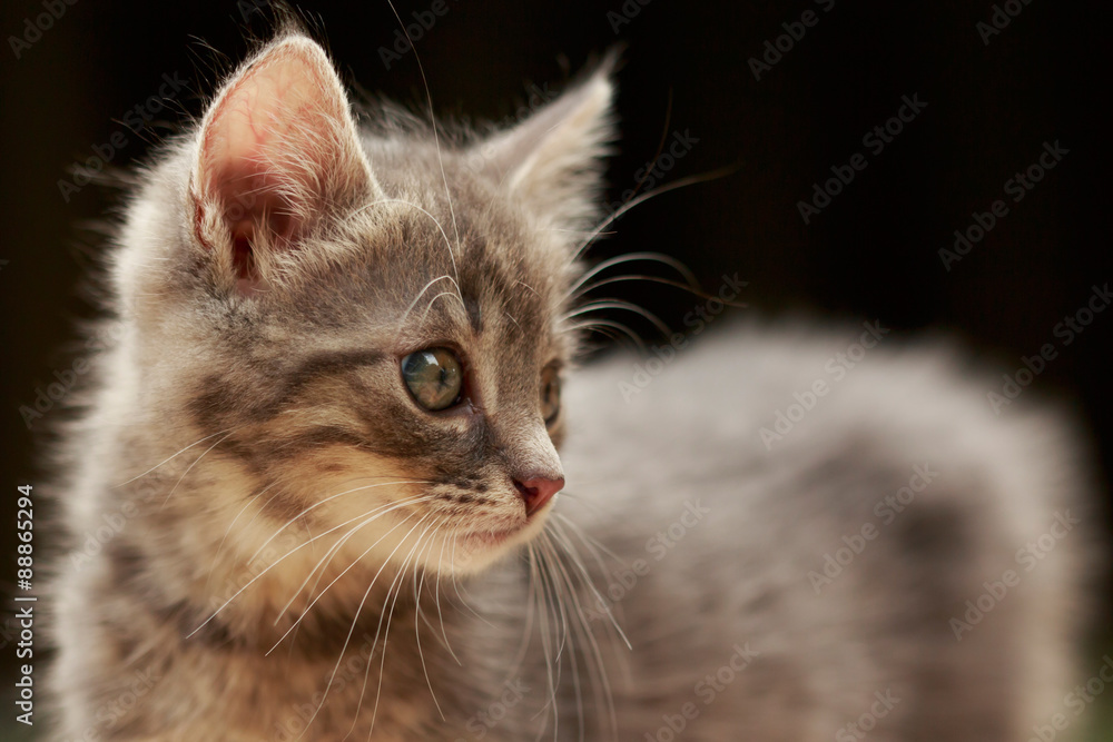 Kitten Kitten