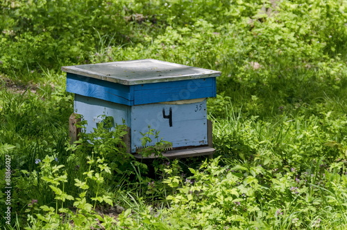 Single hive in forest