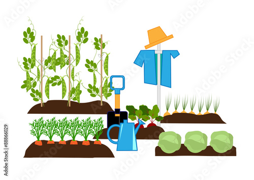 vegetables in the beds, scarecrow and garden tools