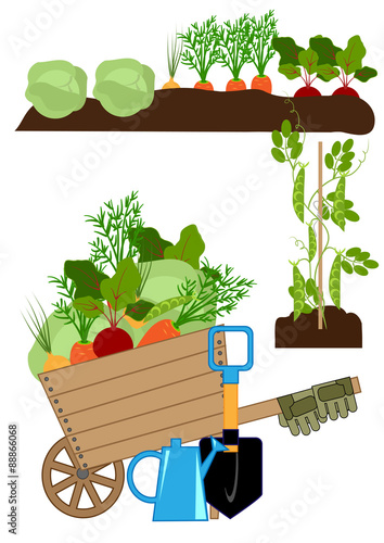 vegetables in the beds, in the foreground fresh vegetables collected in a wheelbarrow and garden tools