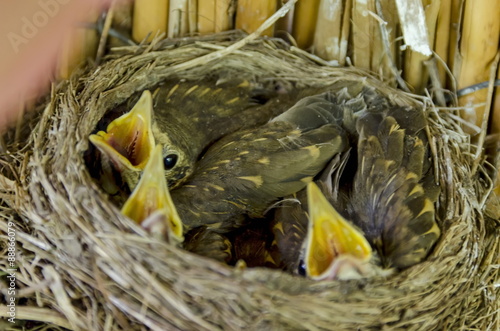 Fototapeta Naklejka Na Ścianę i Meble -  Bird nest with hatch bird