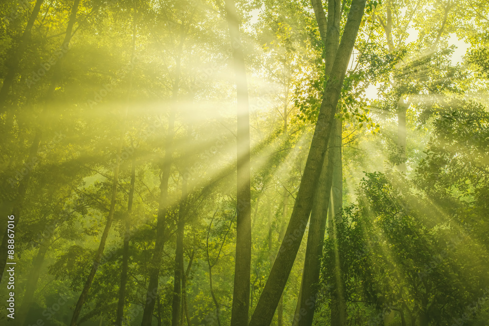 Green Forest with sunbeam