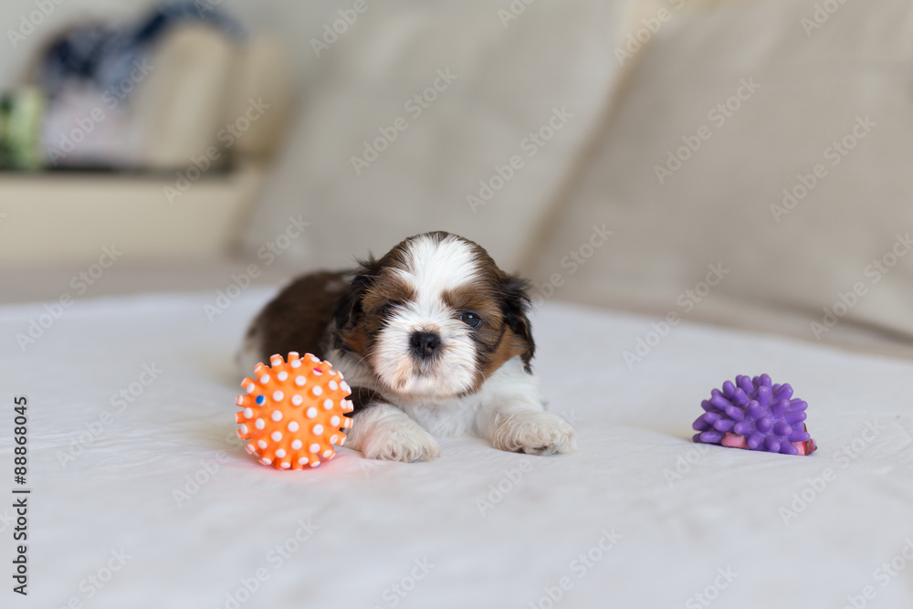 Furry Shih-Tzu pup with two toys