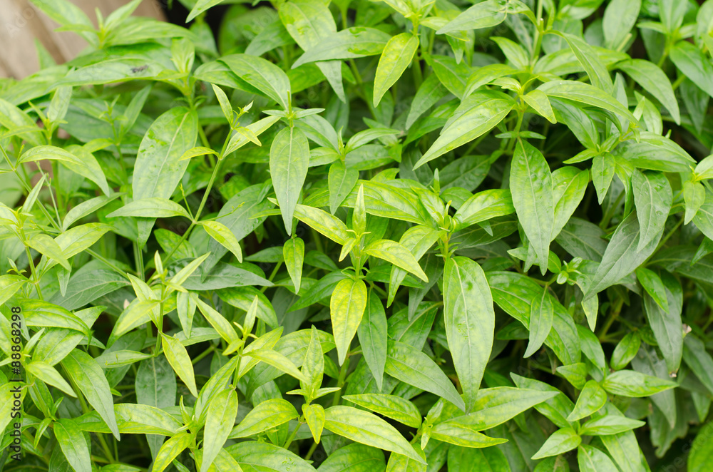 King of Bitter or Andrographis paniculata King of Bitter or Andrographis paniculata
