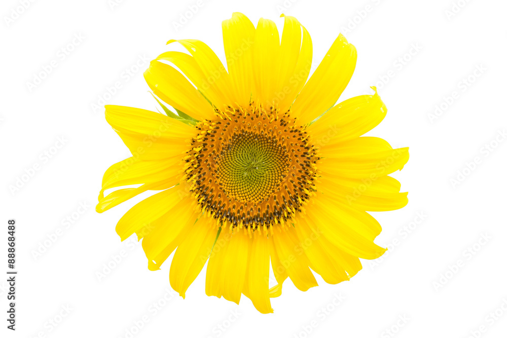 Fototapeta premium Słonecznik