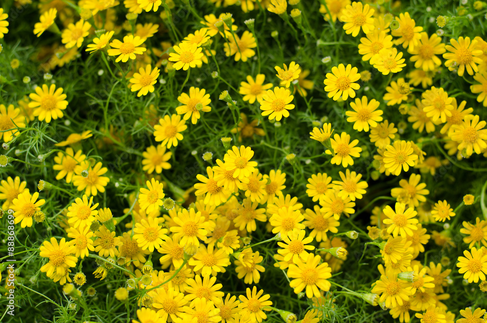 Yellow Daisy Flowers Yellow Daisy Flowers