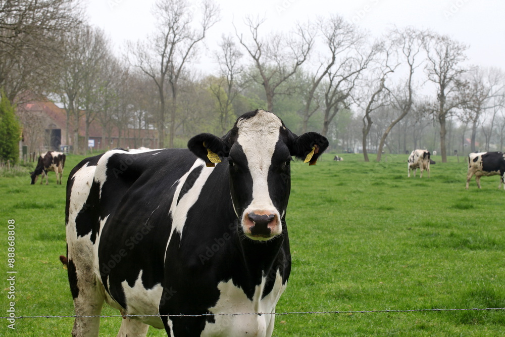 Kuh auf einer Weide in Ostfriesland