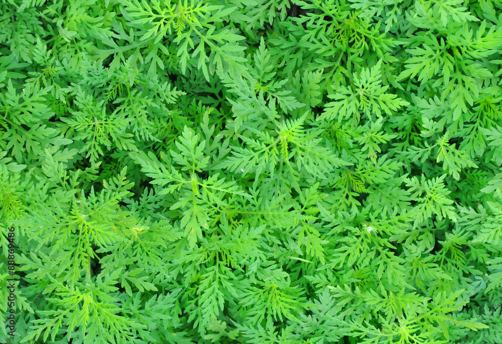 green grass nature background green grass nature background