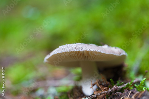 poisonous mushroom closeup