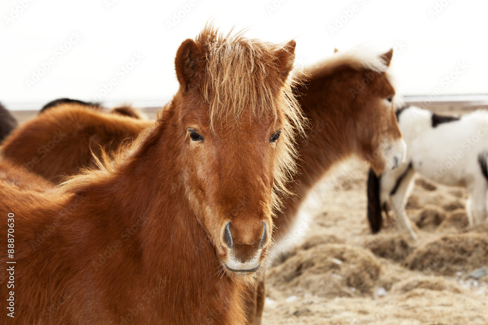 Portrait of an Icelandic pony with a brown mane Portrait of an Icelandic pony with a brown mane
