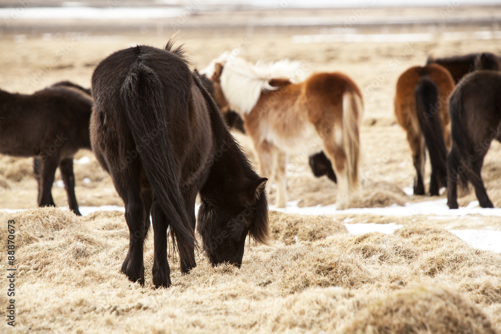 Herd of Icelandic ponies on a meadow in spring