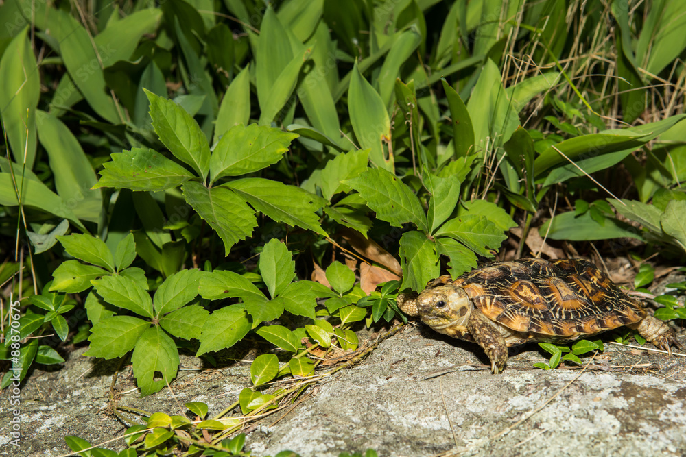Obraz premium Pancake Tortoise