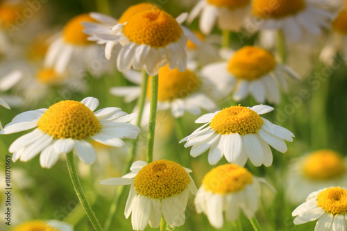 chamomile field