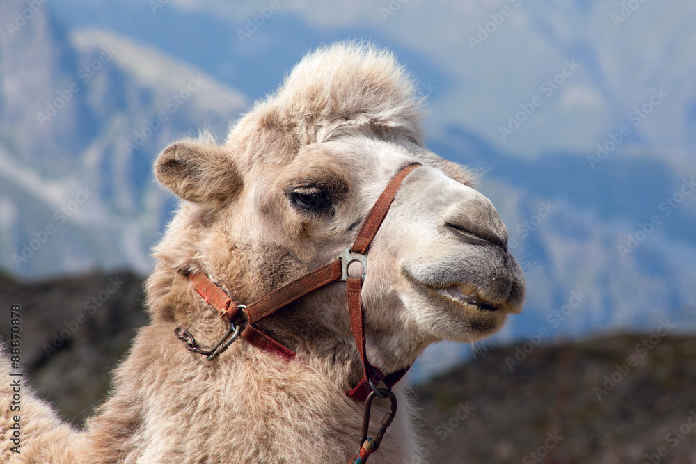 Fototapeta premium Portrait of a camel