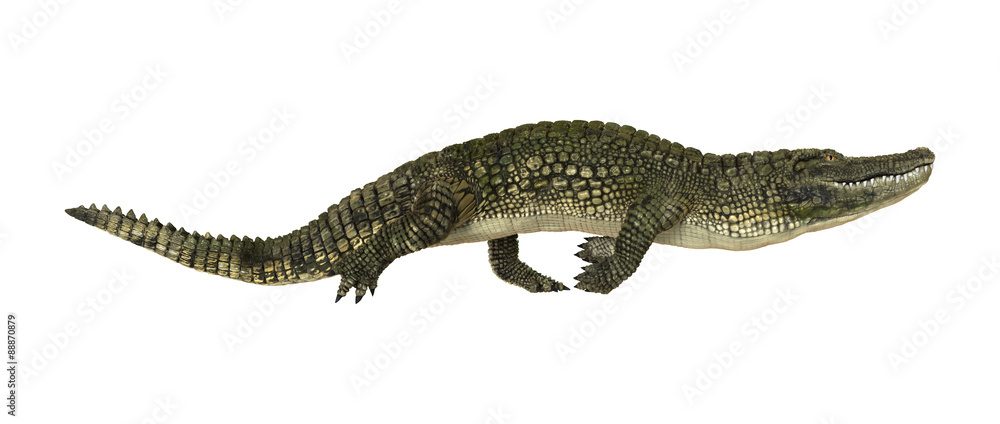 Naklejka premium American Alligator