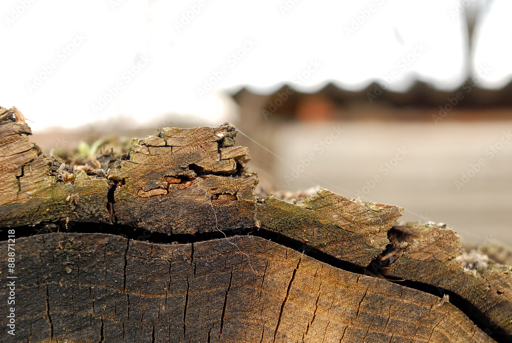 Cut logs Cut logs