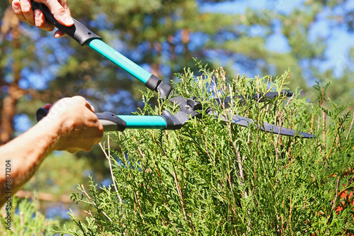 cutting a hedge with garden shears