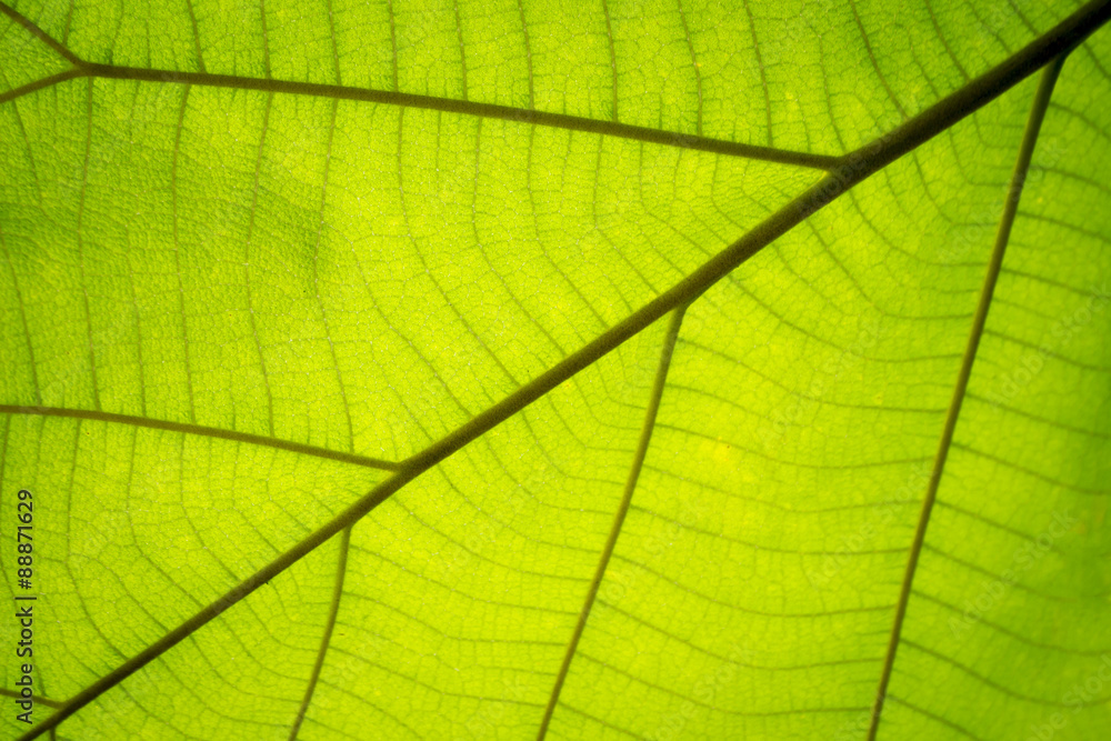 green leaf veins background, abstract blur focus green leaf veins background, abstract blur focus