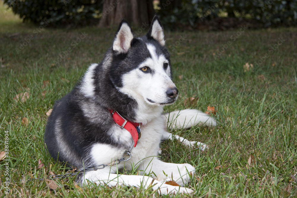 Husky Dog Sitting in the Grass Husky Dog Sitting in the Grass