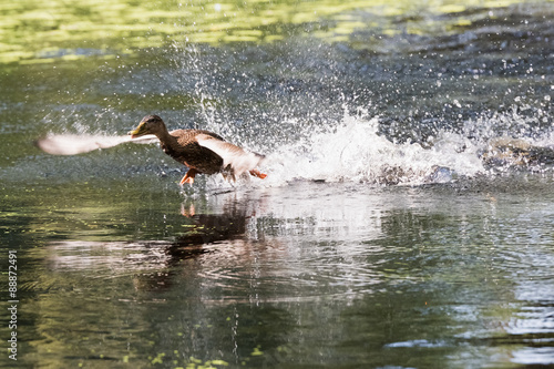 duck takes off