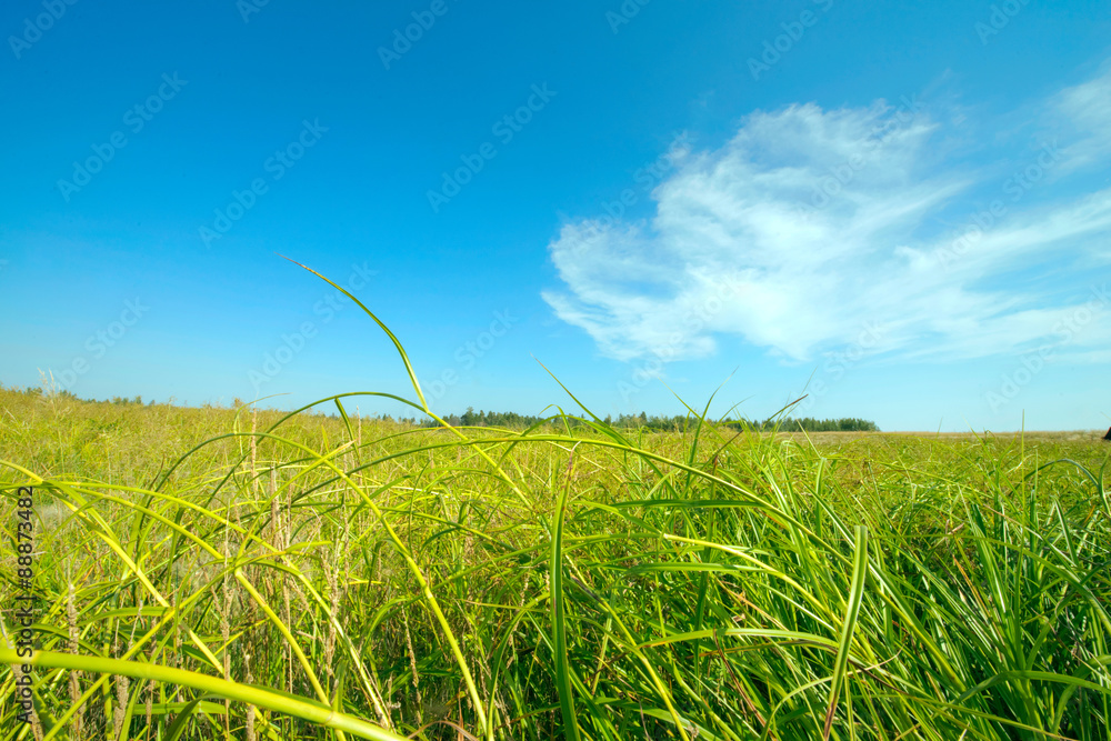 thin green blades of grass in the field against the blue sky thin green blades of grass in the field against the blue sky