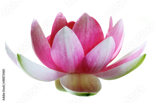 Fototapeta Naklejka Na Ścianę i Meble -  Pink Lotus Flower isolated on white