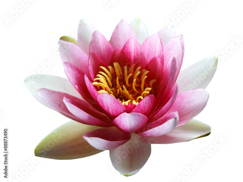 Pink Lotus Flower isolated on white