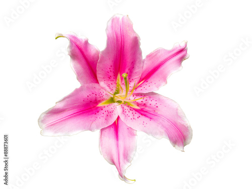  lily flower isolated on the white